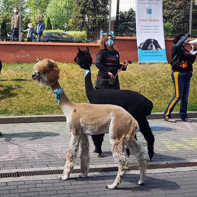 KynoEkipa na dziedzińcu Szpitala