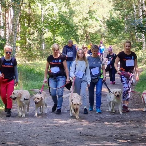 grupa osób spacerujących z labradorami w lesie.