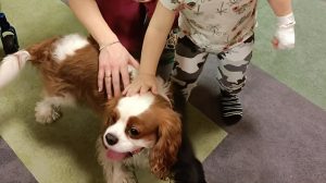 Kilkuletni pacjent wraz z mamą głaszcze biało-karmelowego psa rasy Cavalier King Charles Spaniel podczas zajęć z elementami dogoterapii