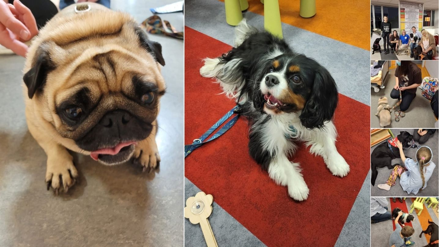 Tekst alt: Psy terapeutyczne: mops i cavalier oraz ich opiekunowie w oddziałach szpitala podczas spotkania z pacjentami